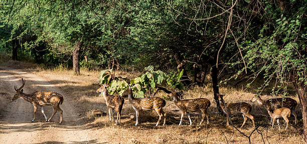 Forest Serenity in Gir